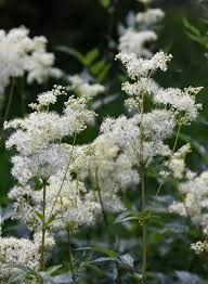 Attēlu rezultāti vaicājumam “Filipendula ulmaria  leaf”
