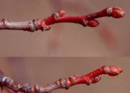 Attēlu rezultāti vaicājumam “Tilia cordata bud”