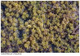 Attēlu rezultāti vaicājumam “Sphagnum centrale”