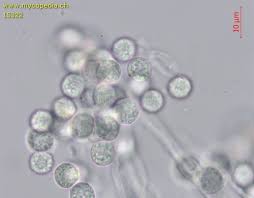 Attēlu rezultāti vaicājumam “Heterotrichia obvelata (syn. Arcyria obvelata) young”