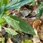 Attēlu rezultāti vaicājumam “Inula britannica bud”