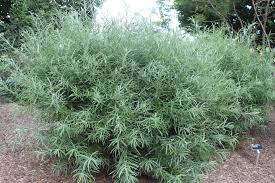 Attēlu rezultāti vaicājumam “Salix daphnoides subsp. acutifolia”