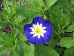 Image result for Convolvulus tricolor