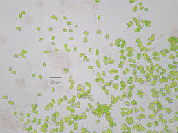 Attēlu rezultāti vaicājumam “Pleurococcus vulgaris”