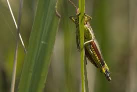 Attēlu rezultāti vaicājumam “Stethophyma grossum”