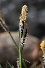 Attēlu rezultāti vaicājumam “Carex acutiformis flower”