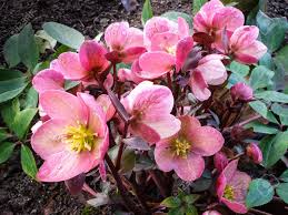 Attēlu rezultāti vaicājumam “Helleborus niger”