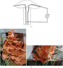 Attēlu rezultāti vaicājumam “Pleurozium schreberi sporophyte”