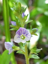 Attēlu rezultāti vaicājumam “Veronica serpyllifolia leaf”