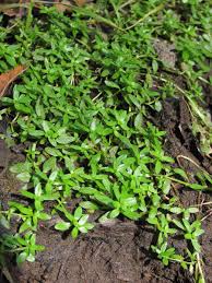 Attēlu rezultāti vaicājumam “Callitriche cophocarpa”