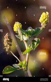 Attēlu rezultāti vaicājumam “Medicago lupulina flower”