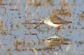 Attēlu rezultāti vaicājumam “Tringa stagnatilis adult”