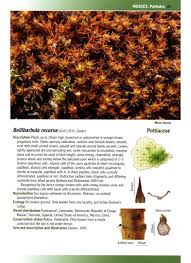 Attēlu rezultāti vaicājumam “Pottiales”