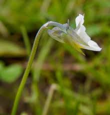 Attēlu rezultāti vaicājumam “Viola arvensis leaf”