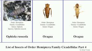 Attēlu rezultāti vaicājumam “Lamprotettix nitidulus”