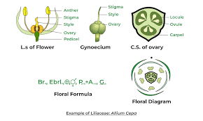 Attēlu rezultāti vaicājumam “Liliaceae”