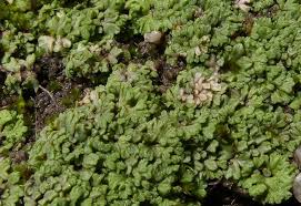 Attēlu rezultāti vaicājumam “Riccia bifurca”