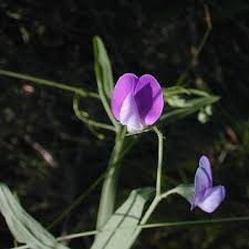 Attēlu rezultāti vaicājumam “Lathyrus”