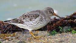 Attēlu rezultāti vaicājumam “Calidris maritima adult”