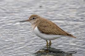 Attēlu rezultāti vaicājumam “Actitis hypoleucos”