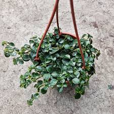 Attēlu rezultāti vaicājumam “Perichaena depressa sessile”