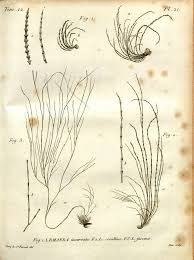 Attēlu rezultāti vaicājumam “Lemanea fluviatilis”