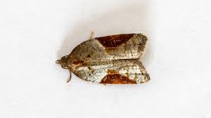 Attēlu rezultāti vaicājumam “Acleris laterana”