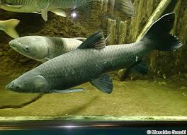 Image result for Mylopharyngodon piceus