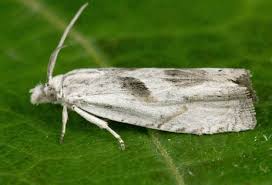 Attēlu rezultāti vaicājumam “Eucosma aspidiscana”