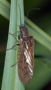 Attēlu rezultāti vaicājumam “Megaloptera”