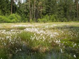 Attēlu rezultāti vaicājumam “Eriophorum angustifolium flower”