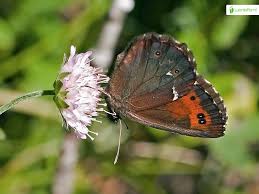 Attēlu rezultāti vaicājumam “Erebia ligea underside”