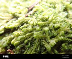 Attēlu rezultāti vaicājumam “Jungermanniopsida”