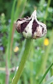 Attēlu rezultāti vaicājumam “Microbotryum tragopogonis - pratensis”