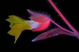 Attēlu rezultāti vaicājumam “Taraxacum officinale aggr. flower”