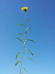 Image result for Inula hirta