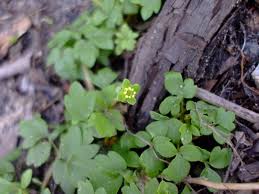 Attēlu rezultāti vaicājumam “Adoxa moschatellina leaf”