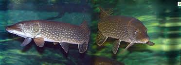 Attēlu rezultāti vaicājumam “Esox lucius”