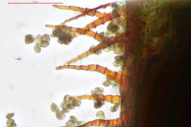 Attēlu rezultāti vaicājumam “Rhabdoweisia fugax”