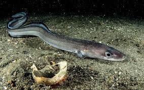 Image result for Conger conger