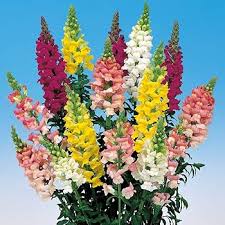 Image result for Antirrhinum majus