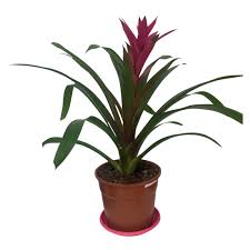 Картинки по запросу гусмания