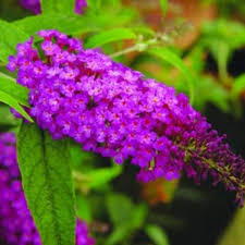 Image result for Buddleja davidii