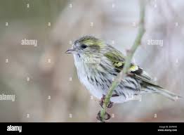 Attēlu rezultāti vaicājumam “Carduelis spinus female”