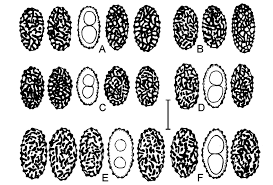 Attēlu rezultāti vaicājumam “Sowerbyella radiculata”
