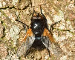 Attēlu rezultāti vaicājumam “Mesembrina meridiana”