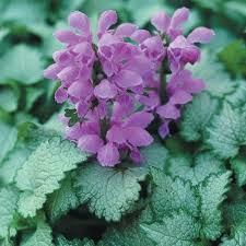 Attēlu rezultāti vaicājumam “Lamium maculatum”
