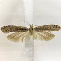 Attēlu rezultāti vaicājumam “Ypsolophidae”