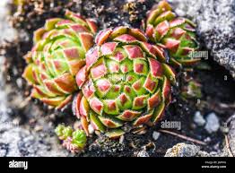 Attēlu rezultāti vaicājumam “Jovibarba globifera flower”