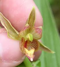 Attēlu rezultāti vaicājumam “Epipactis”